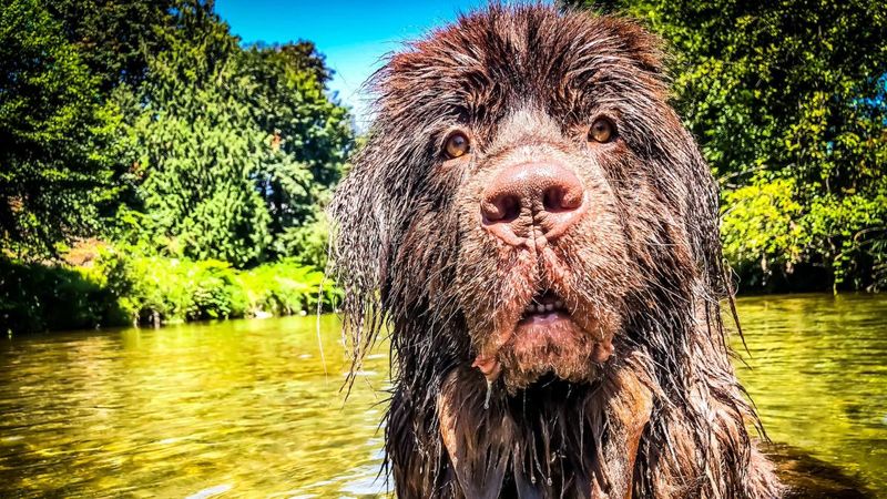 Newfoundland