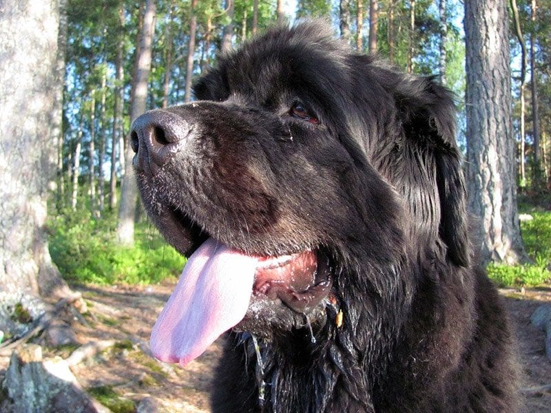 Newfoundland
