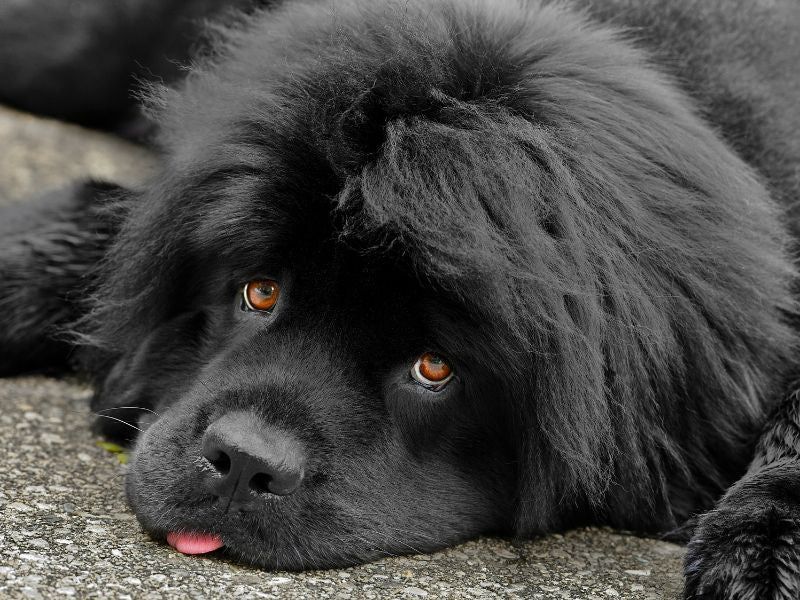 Newfoundland