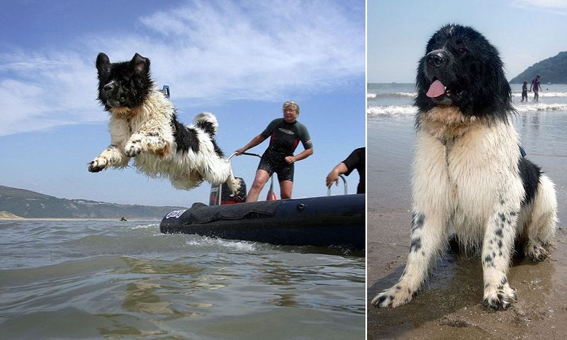 Newfoundland