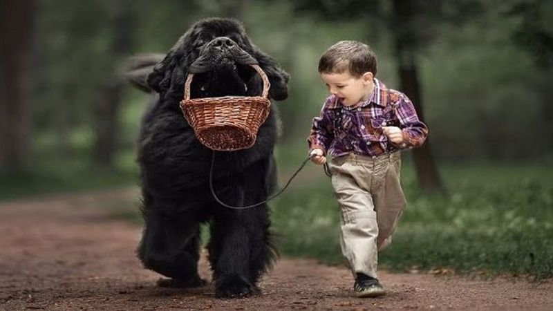 Newfoundland