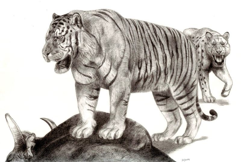 Ngandong Tiger