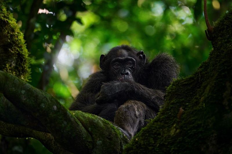 Nigerian-Cameroon Chimpanzee