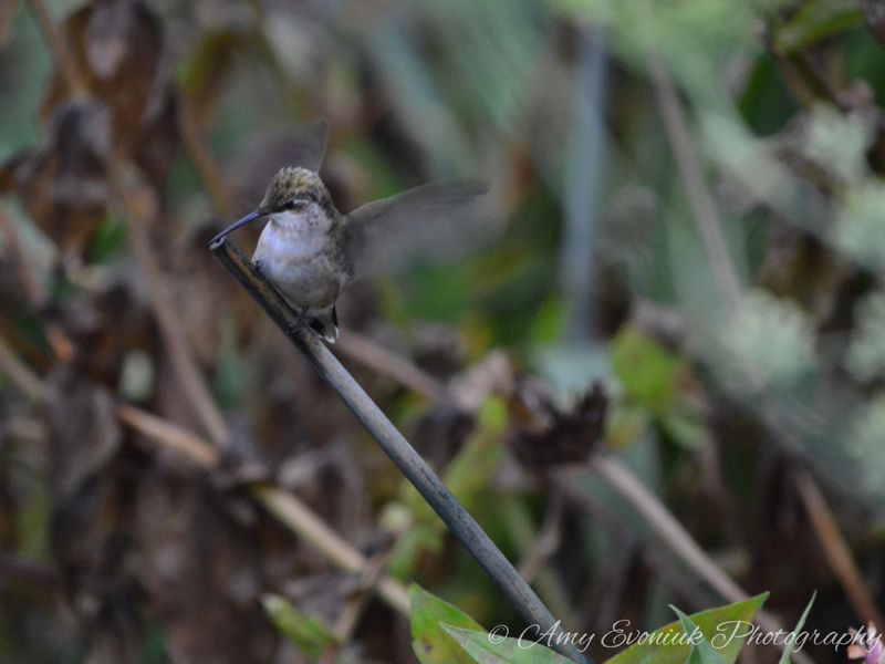 Night Perching