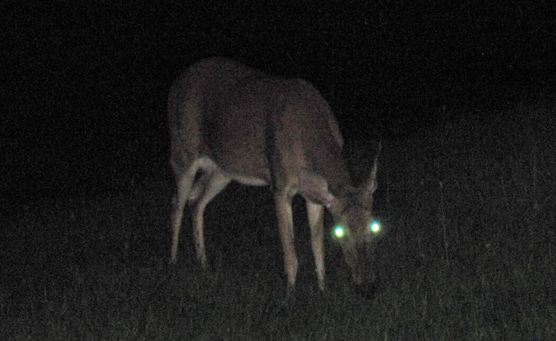 Night Vision Masters
