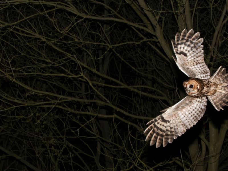 Night Vision of Tawny Owls