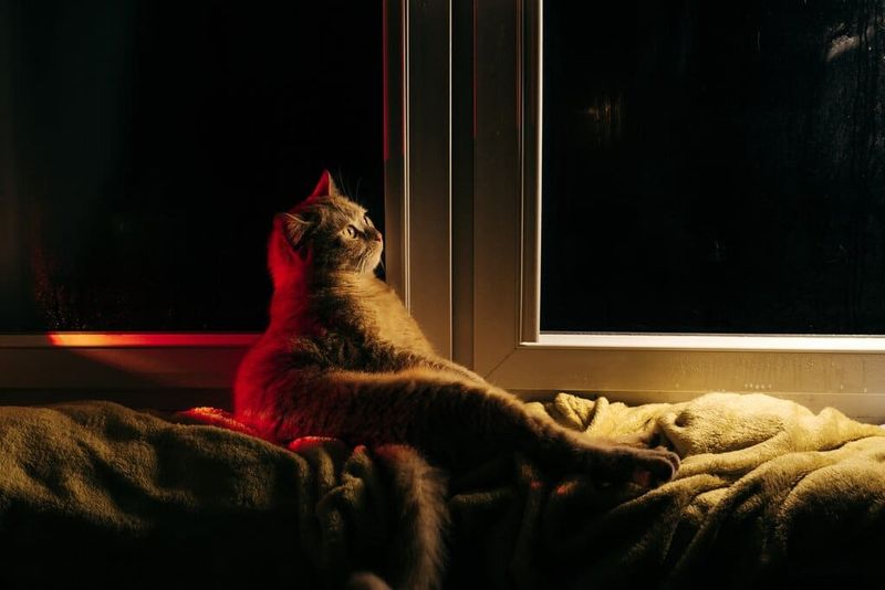 Nighttime Patrols