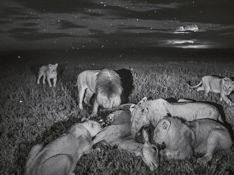 Nighttime Predators