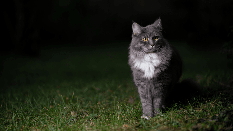 Nighttime Prowling