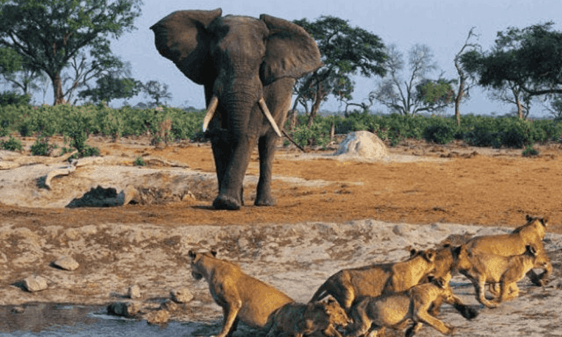 Nikolo-Koba National Park, Senegal