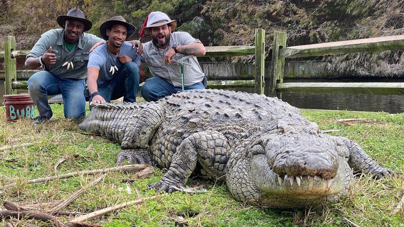 Nile Crocodile