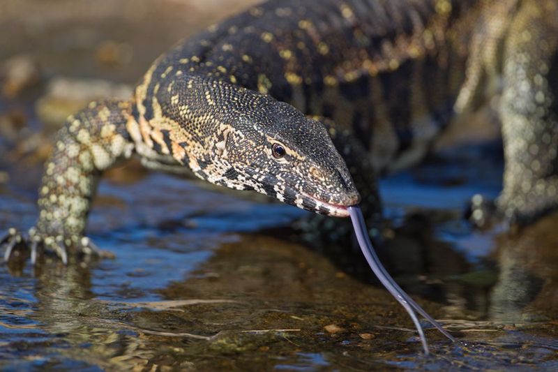 Nile Monitor