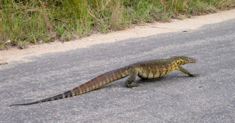Nile Monitor Lizards