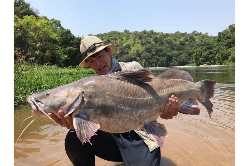 Nile Perch