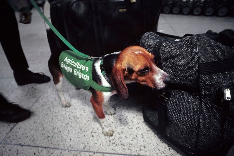Nina, the Sniffer Dog