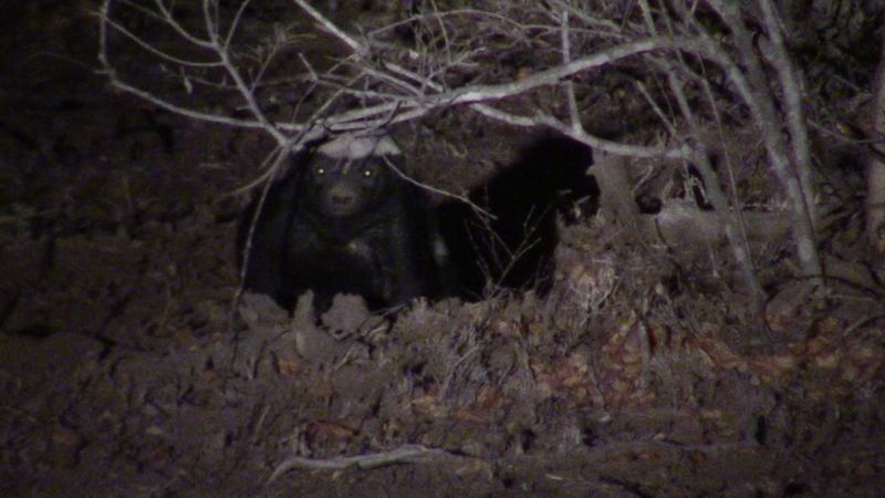 Nocturnal Adaptations