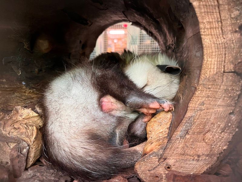 North American Opossum
