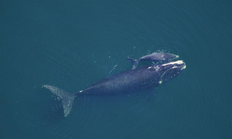 North Atlantic Right Whale