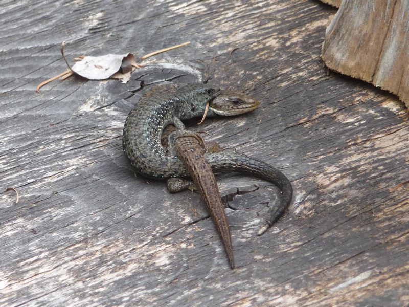 Northern Alligator Lizard