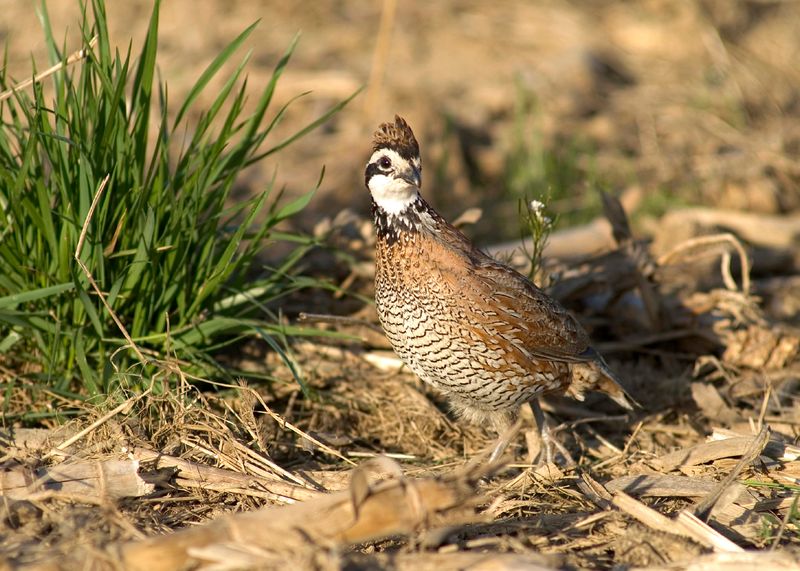 Northern Bobwhite Quail