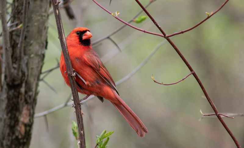 Northern Cardinal