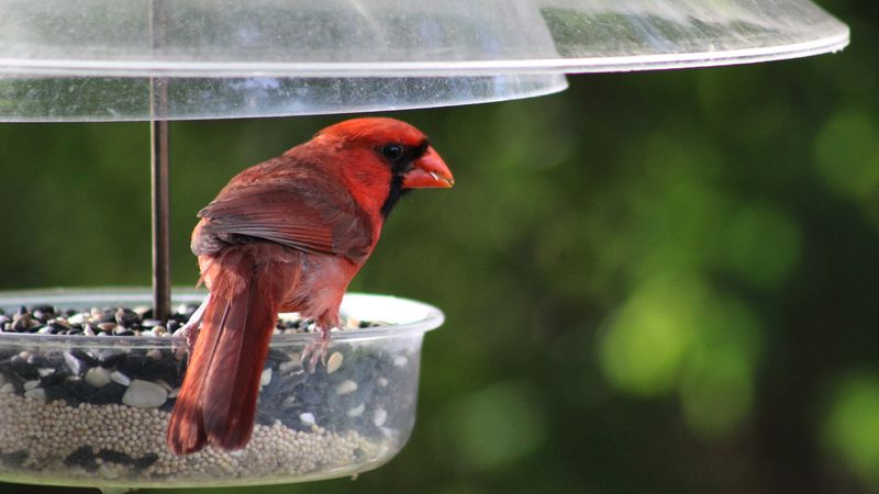 Northern Cardinal