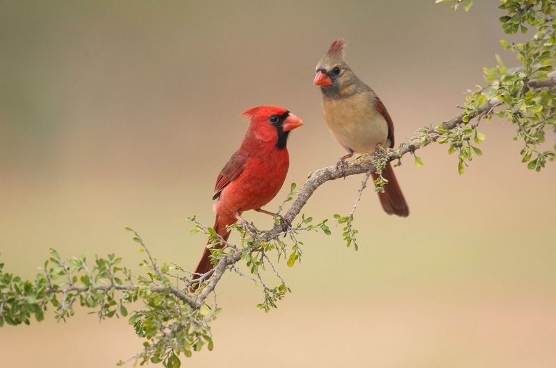 Northern Cardinal