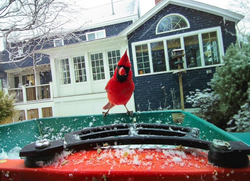 Northern Cardinal