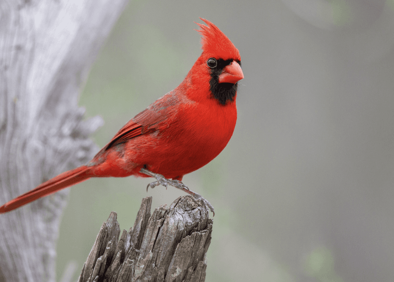 Northern Cardinal