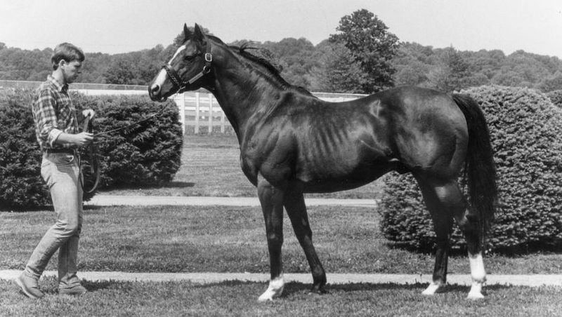 Northern Dancer