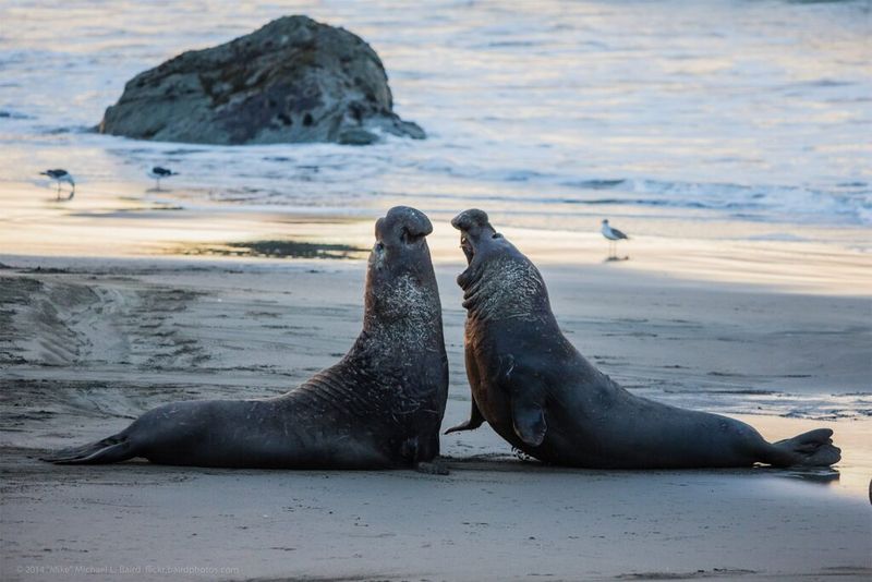 Northern Elephant Seal