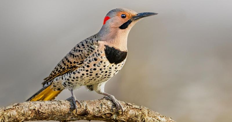 Northern Flicker