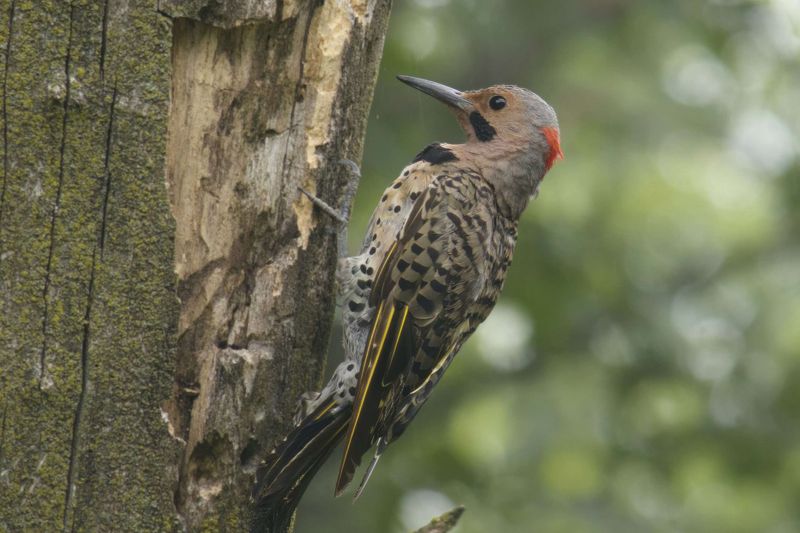 Northern Flicker