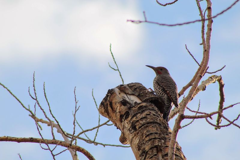 Northern Flickers