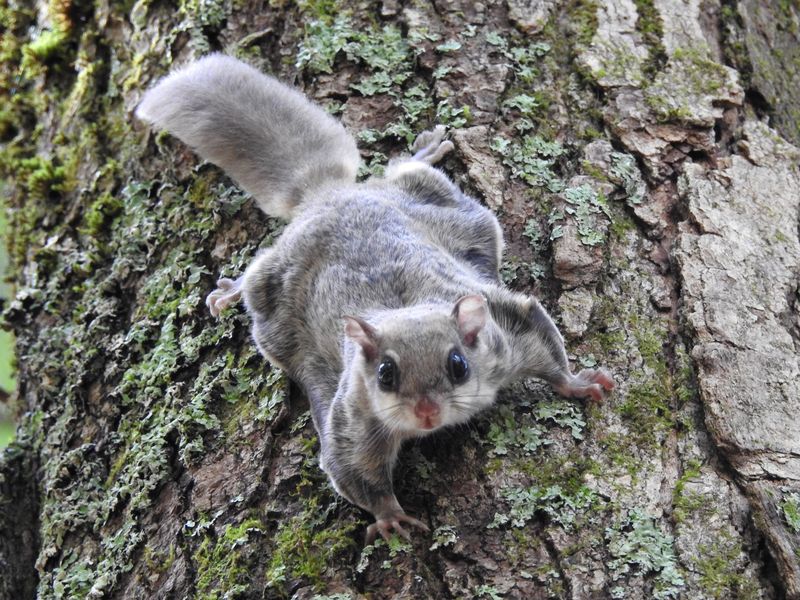 Northern Flying Squirrel