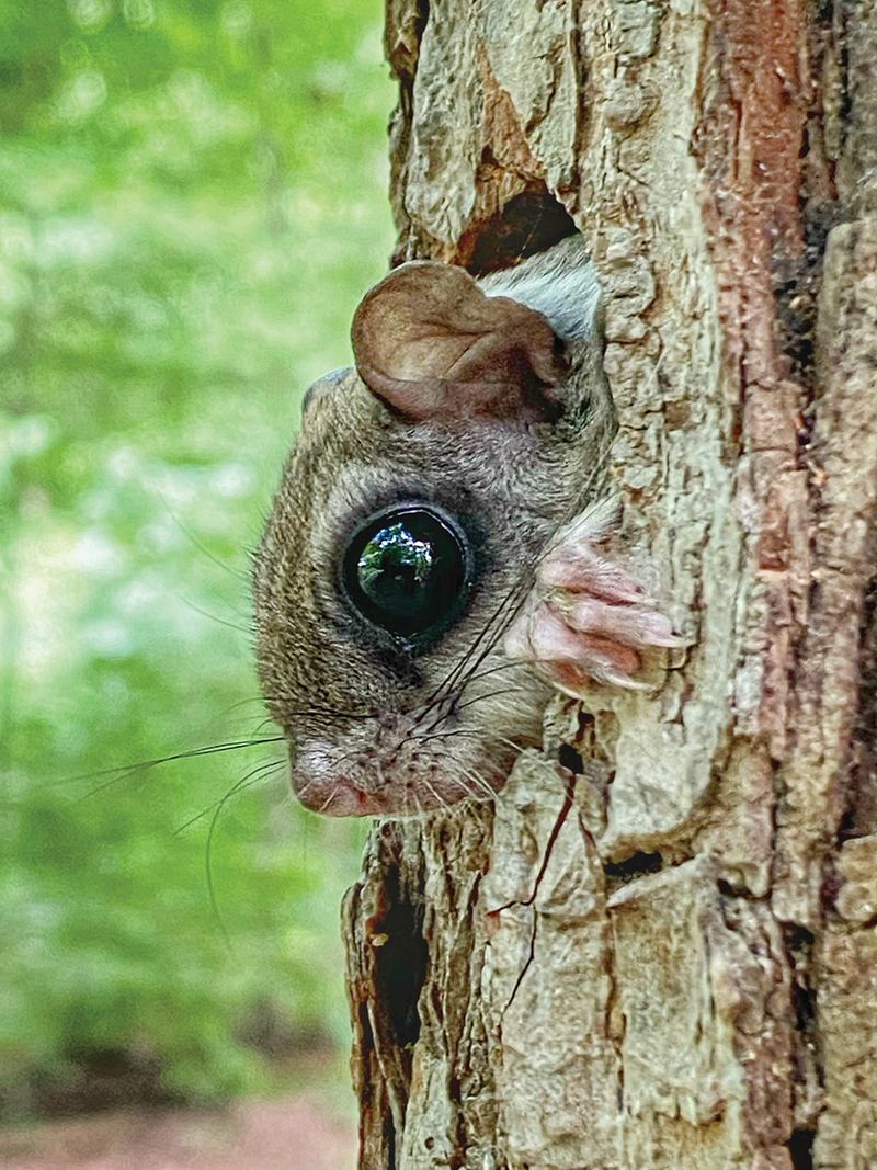Northern Flying Squirrel