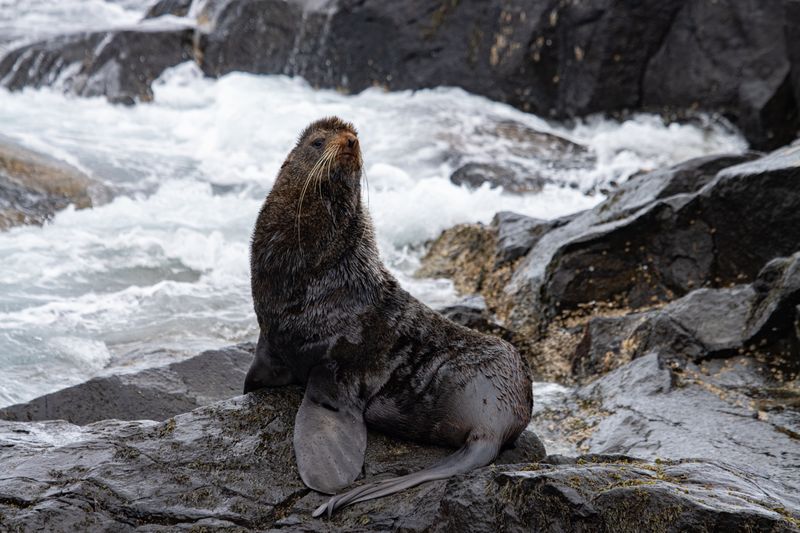 Northern Fur Seal