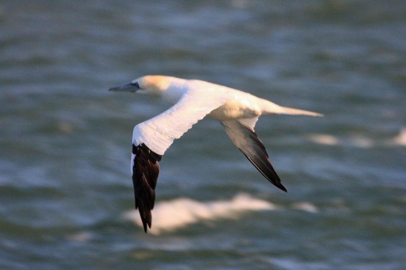 Northern Gannet