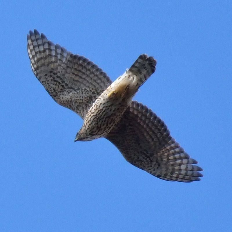 Northern Goshawk