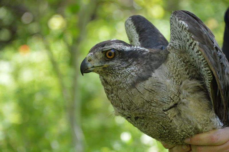 Northern Goshawk