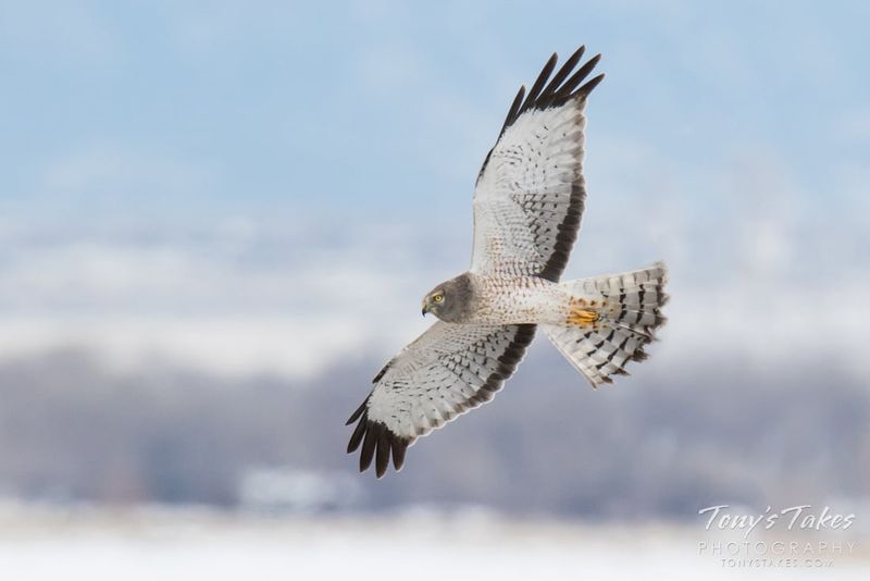 Northern Harrier