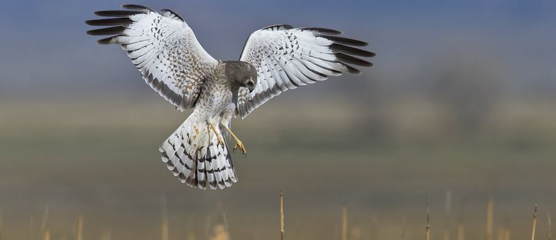 Northern Harrier