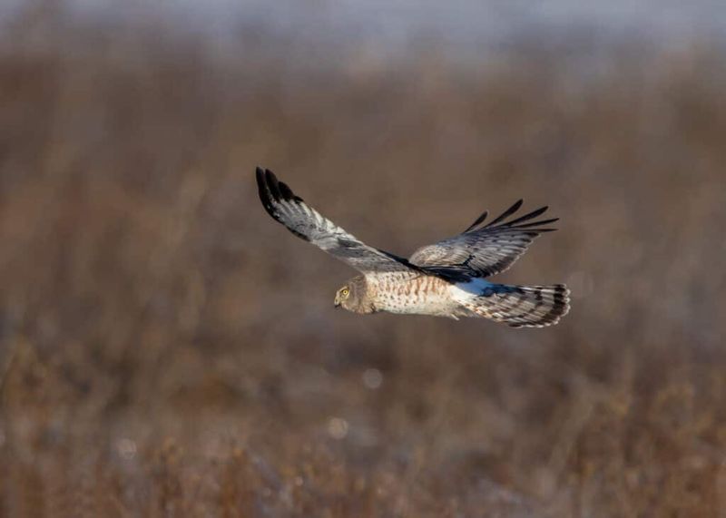 Northern Harrier