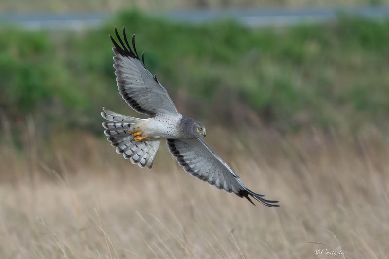 Northern Harrier