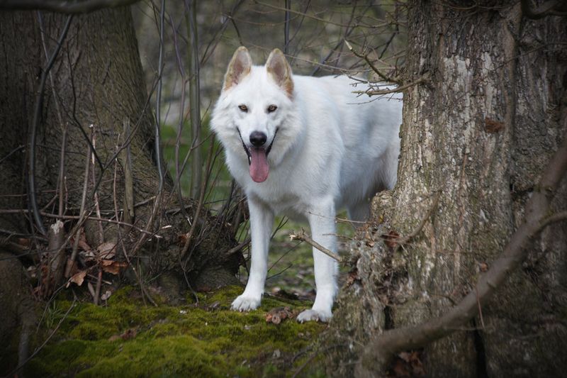 Northern Inuit Dog