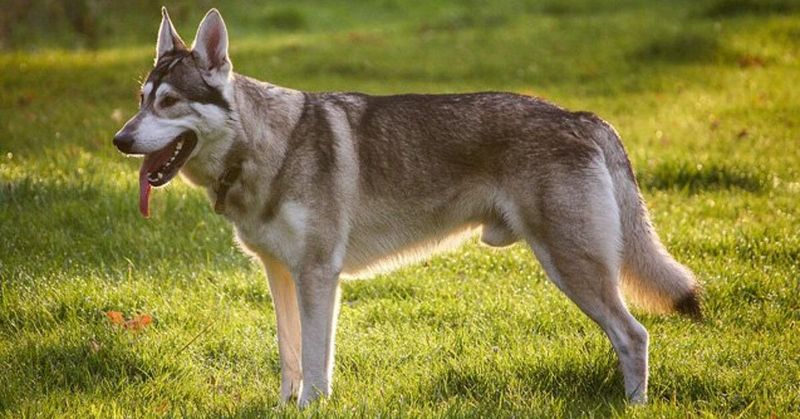 Northern Inuit Dog