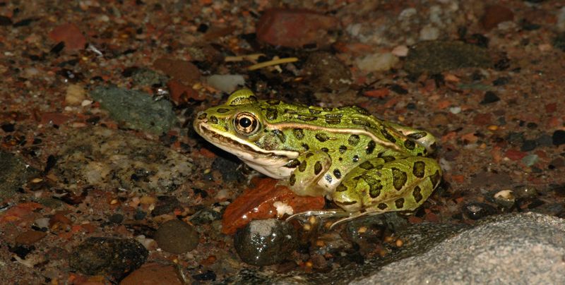 Northern Leopard Frog