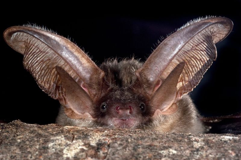 Northern Long-eared Bat