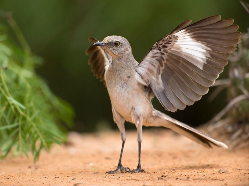Northern Mockingbird