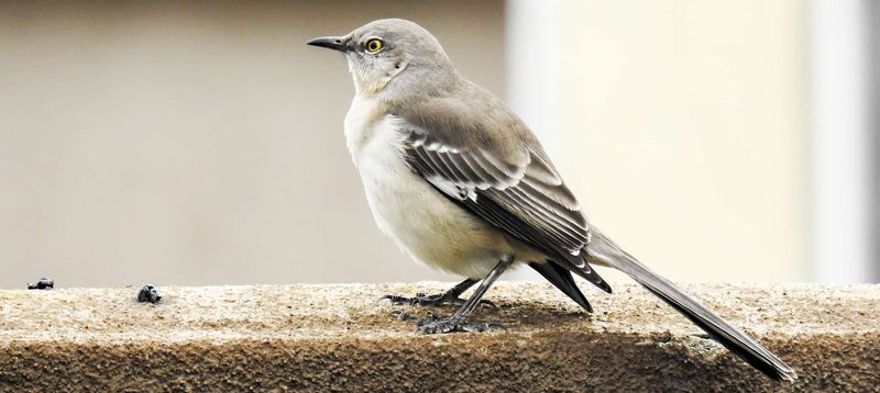 Northern Mockingbird